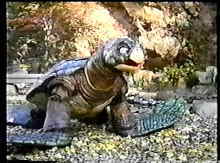実写版リアルドラゴンボールウミガメ